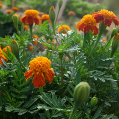 oeillet d'inde orange flame