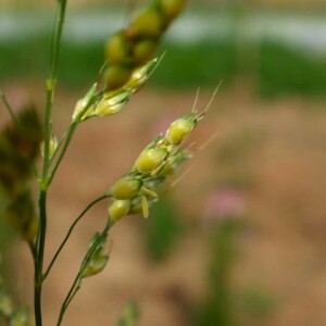 Sorgho Tarahumara Popping Bio - 3 grammes