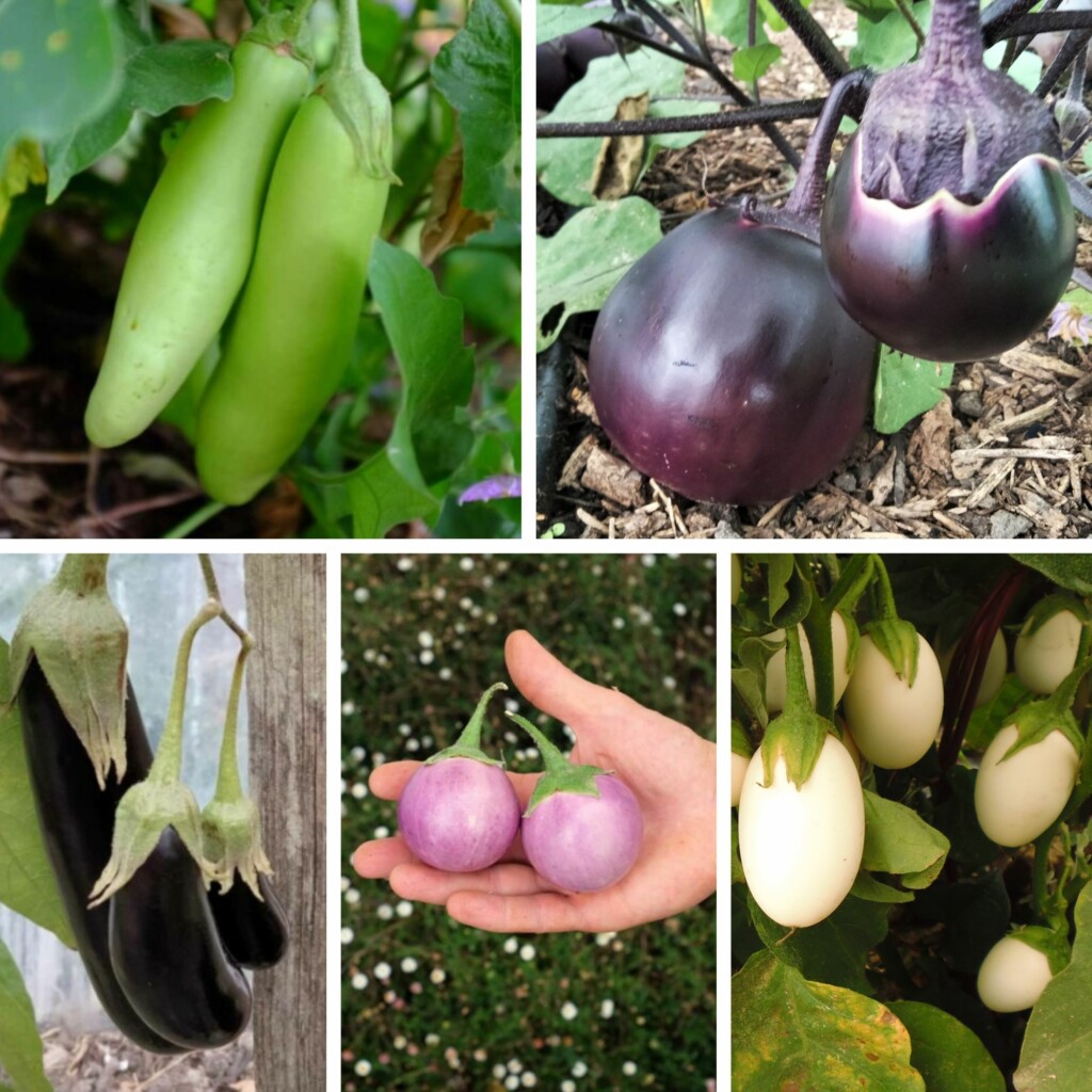Mélange d’Aubergines Bio – Gamme Couleur au Jardin