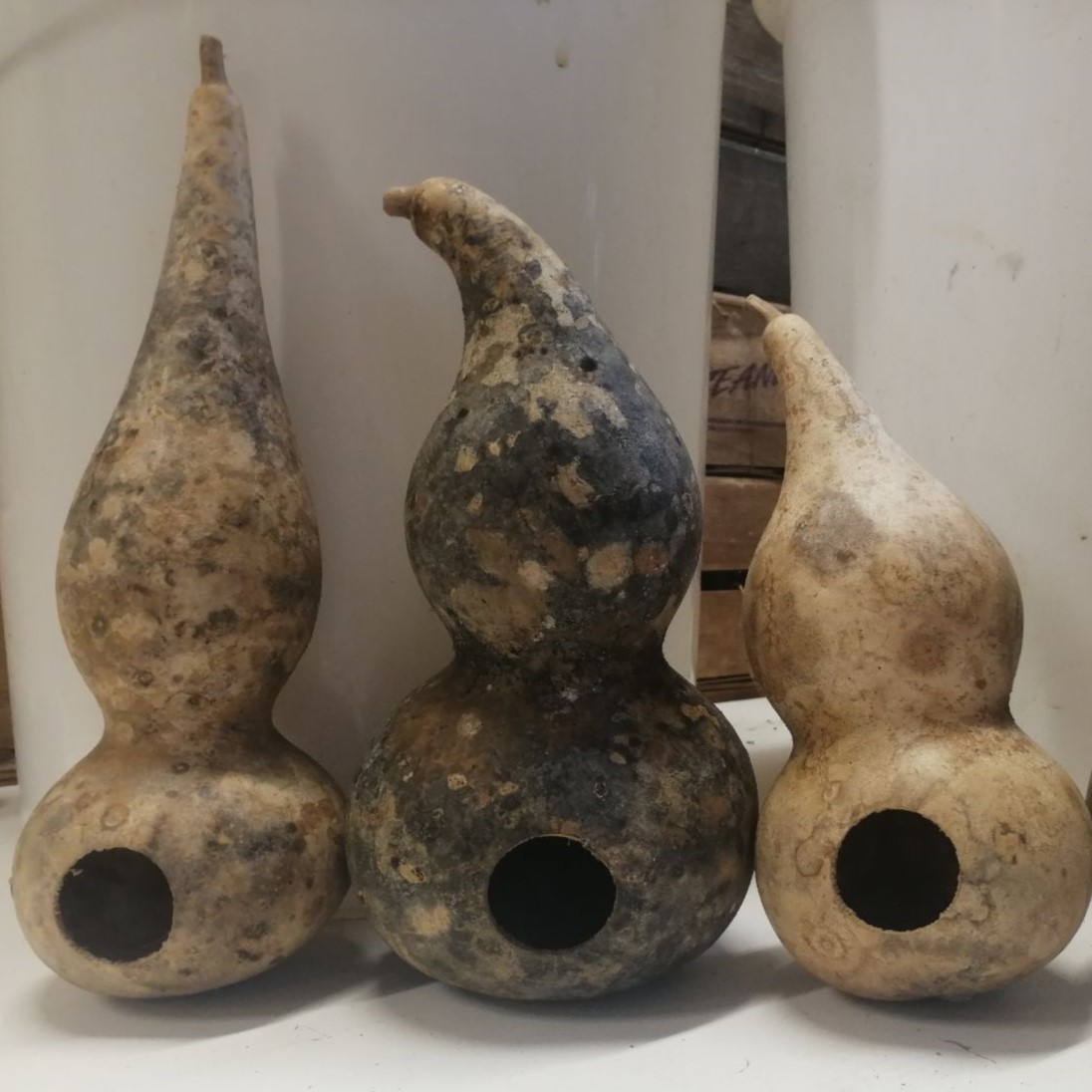 gourde-xiaohulu-marion-PP-2024 (2) gourde xiaohulu