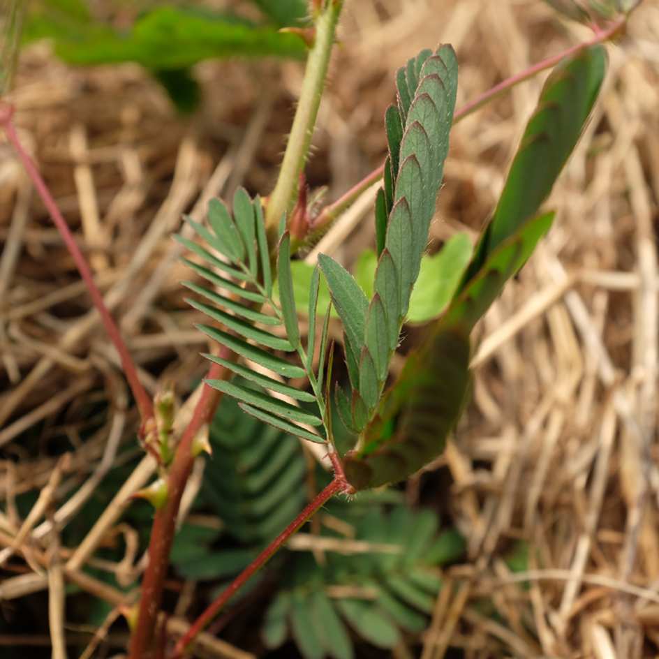mimosa-pudica-bio-semence-la-boite-a-graines-2025 (3)_WEB feuilles fermées de Mimosa pudica (sensitive)