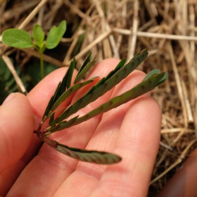feuilles fermées de Mimosa pudica (sensitive)