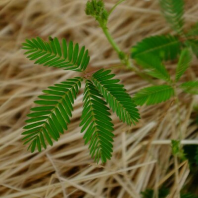 feuilles ouvertes de Mimosa pudica (sensitive)
