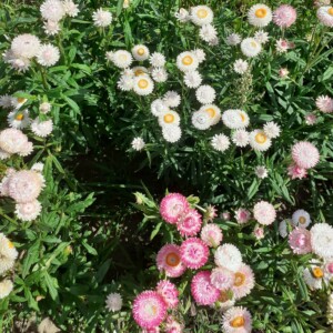 Plantes fleuries d'Immortelle à bractée en mélange