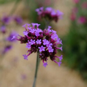 Fleur de Verveine de Buenos-Aires bio graines