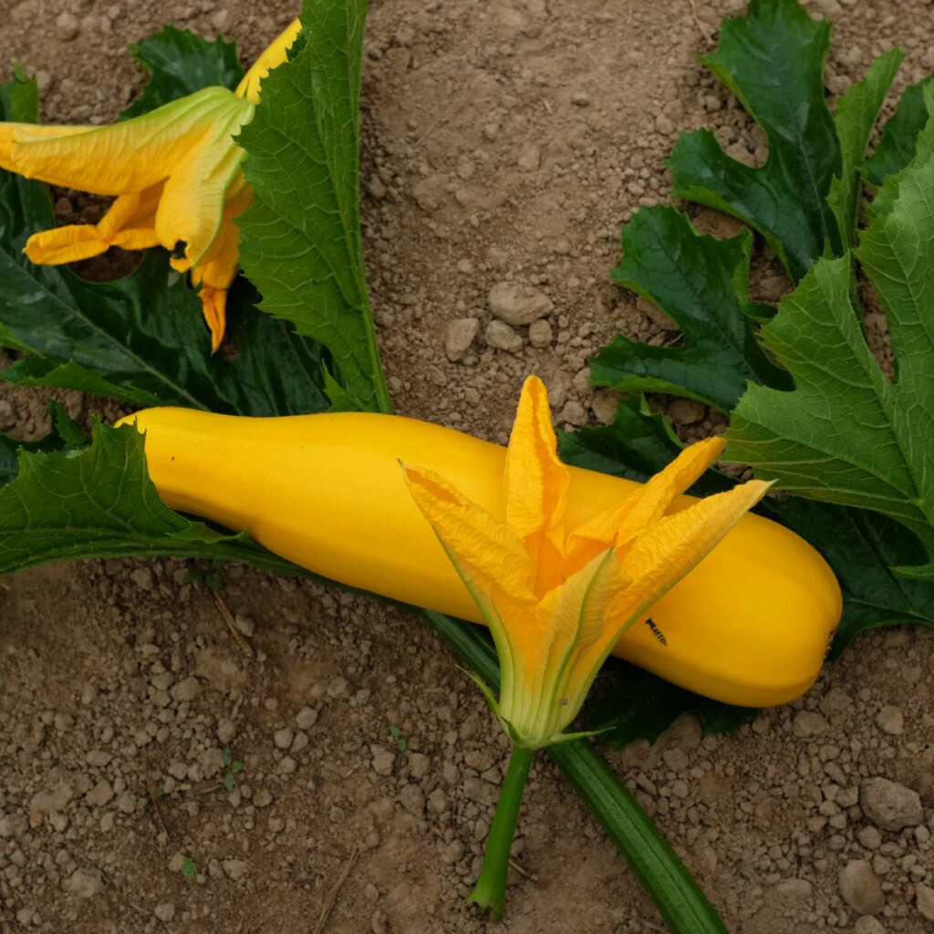 Courgette Gold Rush Bio