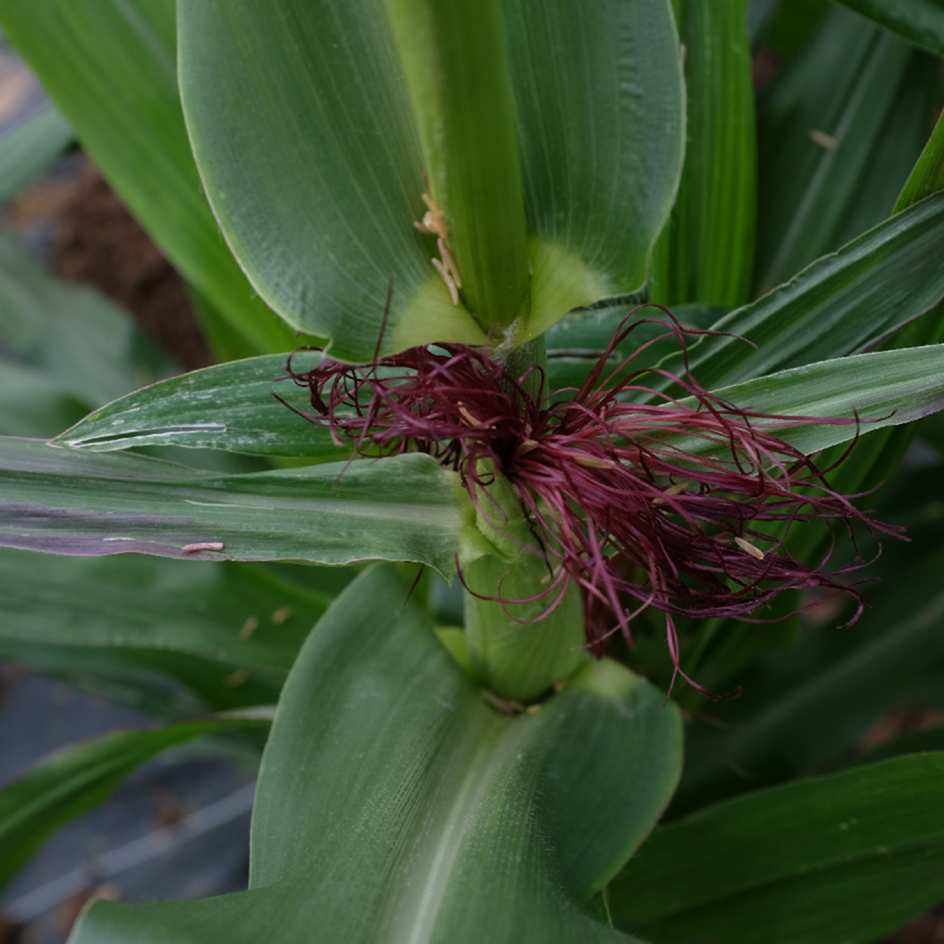 mais green jade bio boite a graines 2025 (1)_WEB