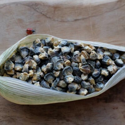 Maïs Doux Green Jade Bio