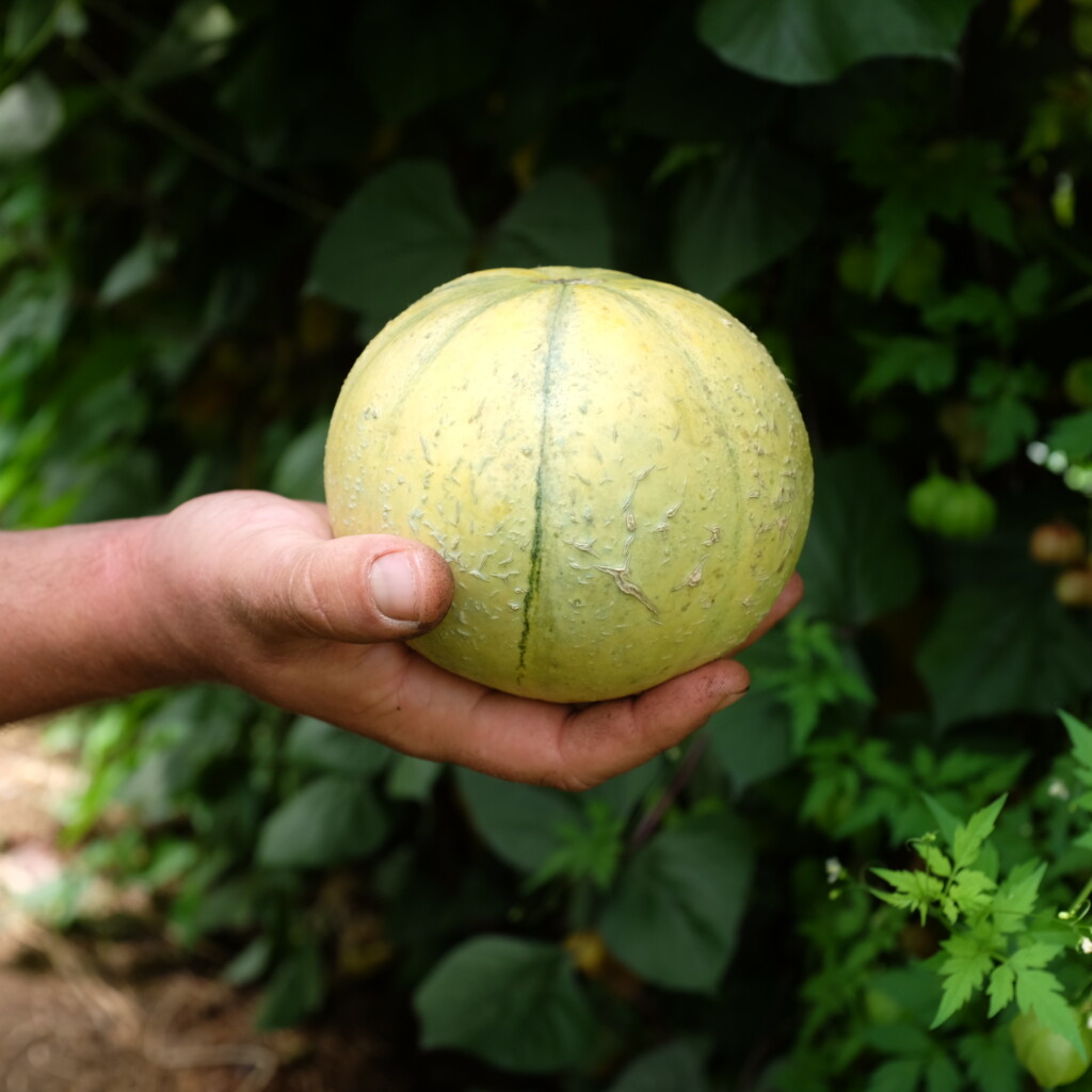 Melon Cantaloup Charentais Bio