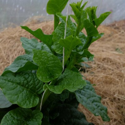 La baselle est une plante grimpante originale aux feuilles épaisses et acidulées.