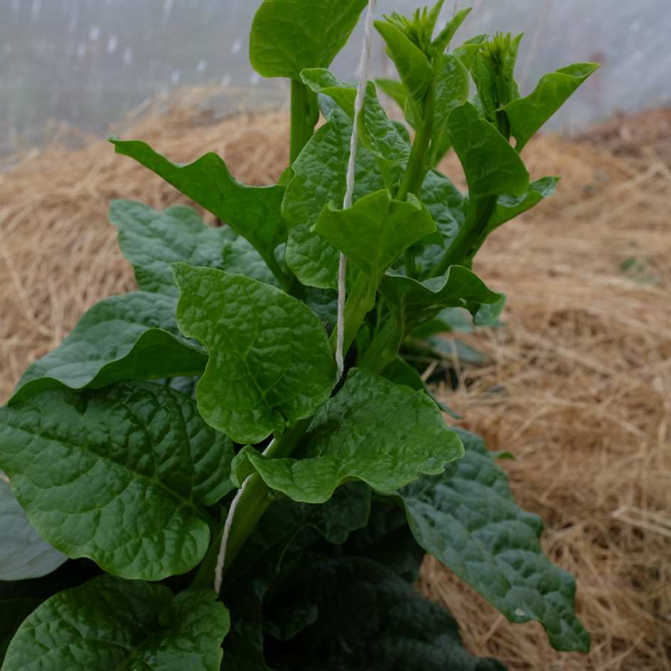 2024-Baselle Blanche-bio-boiteagraines (1)_WEB La baselle est une plante grimpante originale aux feuilles épaisses et acidulées.