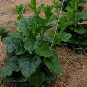 Baselle Blanche Bio - 0,5 gramme