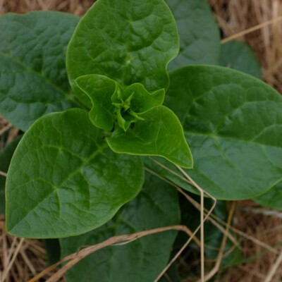 La baselle est une plante grimpante originale aux feuilles épaisses et acidulées.