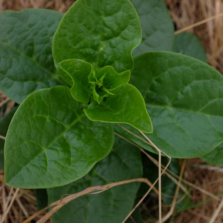 2024-Baselle Blanche-bio-boiteagraines (3)_WEB La baselle est une plante grimpante originale aux feuilles épaisses et acidulées.