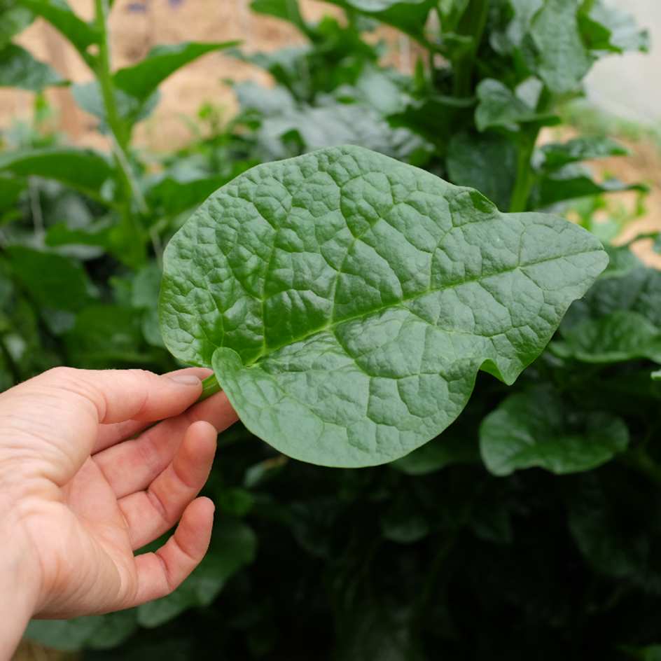 Baselle-blanche-semence-boite-a-graines-2024 (4)_WEB La baselle est une plante grimpante originale aux feuilles épaisses et acidulées.