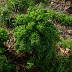 Chou Frisé Vert Demi-Nain de Westland