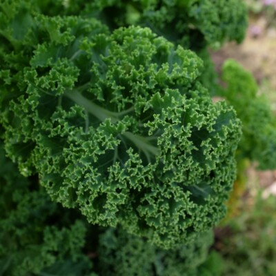 Chou Frisé Vert Demi-Nain de Westland