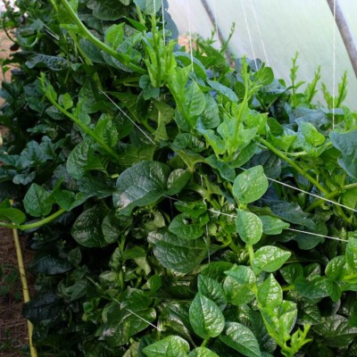 La baselle est une plante grimpante originale aux feuilles épaisses et acidulées.