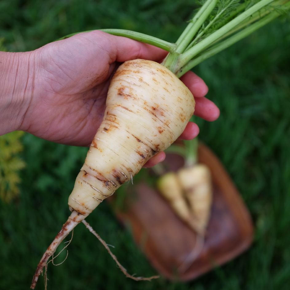 Carotte Blanche Maruschka Bio
