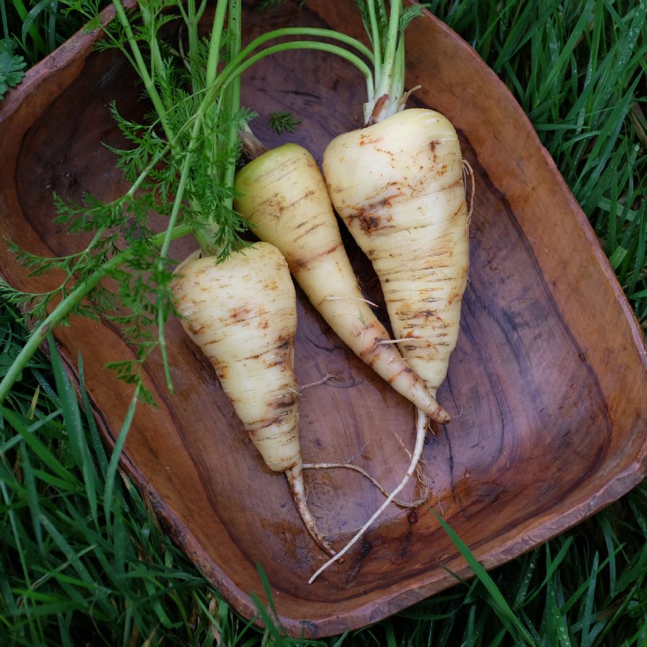 caroote maruschka boite a graines semences bio 2025 (3)_WEB Carottes Maruschka blanches