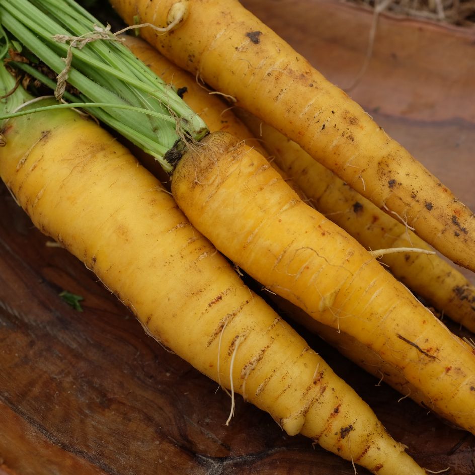 carotte jaune du doubs-bio-2025 (1)_WEB Racines de carotte Jaune du Doubs, variété traditionnelle appréciée pour sa couleur jaune et sa bonne conservation