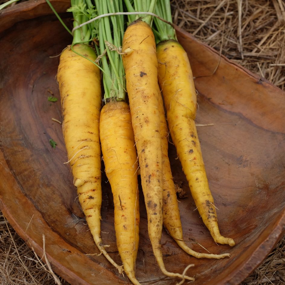 carotte jaune du doubs-bio-2025 (2)_WEB Racines de carotte Jaune du Doubs, variété traditionnelle appréciée pour sa couleur jaune et sa bonne conservation