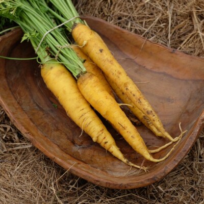 Racines de carotte Jaune du Doubs, variété traditionnelle appréciée pour sa couleur jaune et sa bonne conservation