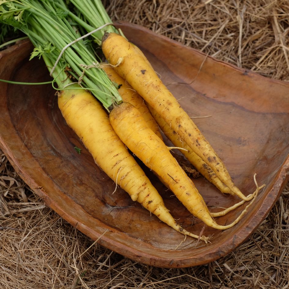 Carotte Jaune Du Doubs Bio