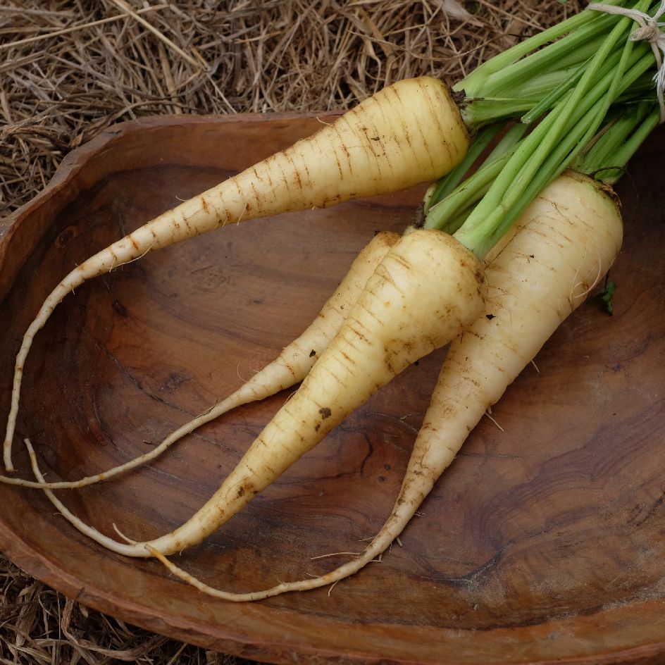 carotte-kuttiger-bio-2025 (1)_WEB Racines de carotte Kuttiger, variété ancienne suisse à chair blanche, idéale pour potager et semis