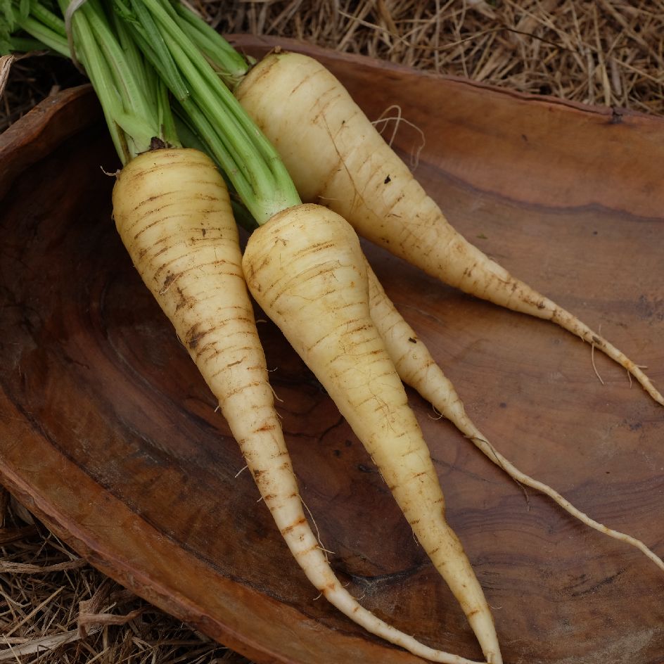 carotte-kuttiger-bio-2025 (3)_WEB Racines de carotte Kuttiger, variété ancienne suisse à chair blanche, idéale pour potager et semis