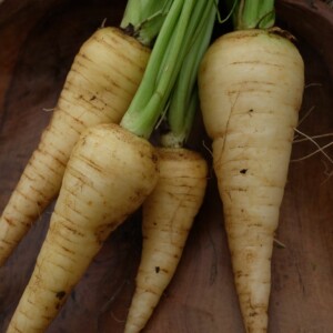 Racines de carotte Kuttiger, variété ancienne suisse à chair blanche, idéale pour potager et semis
