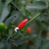 Fruit Piment Oiseau Bio