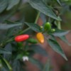 Fruit Piment Oiseau Bio