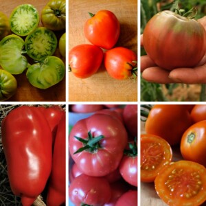 mélange de tomates