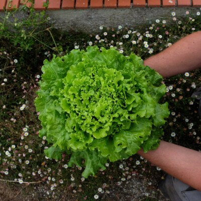 Laitue Florine : Excellente variété formant de grosses pommes. Les feuilles épaisses sont verte claire et très croquantes. Variété de printemps-été.