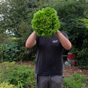 Laitue Florine : Excellente variété formant de grosses pommes. Les feuilles épaisses sont verte claire et très croquantes. Variété de printemps-été.
