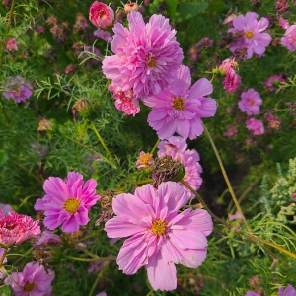 Cosmos Double Click Rose Bonbon Bio - La Boîte à Graines