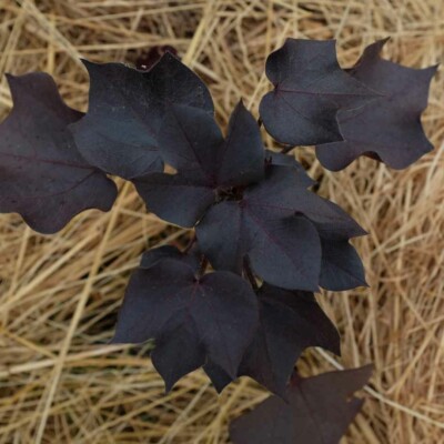 plant coton Black Beauty bio semences pourpre noir