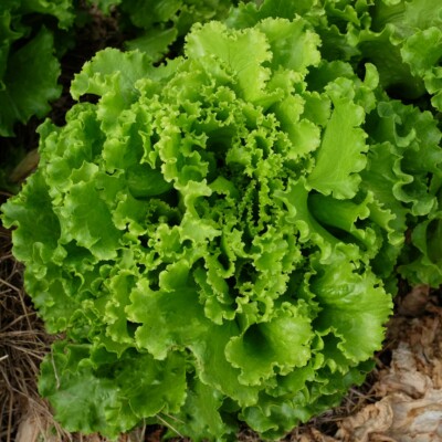 Laitue Florine : Excellente variété formant de grosses pommes. Les feuilles épaisses sont verte claire et très croquantes. Variété de printemps-été.