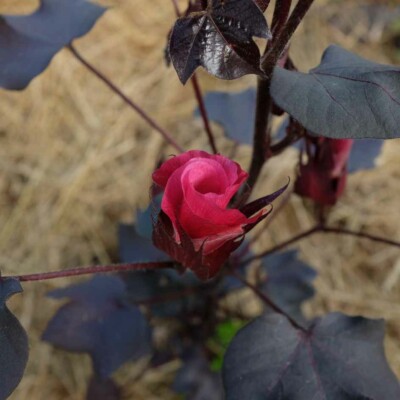 plant fleur coton Black Beauty bio semences pourpre noir graines