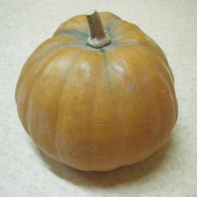 fruit courge Loche du Pérou bio semence graines