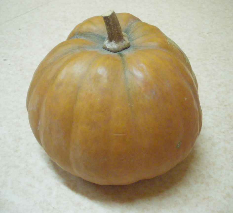 fruit courge Loche du Pérou bio semence graines