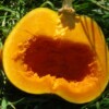 fruit ouvert courge Loche du Pérou bio semence graines