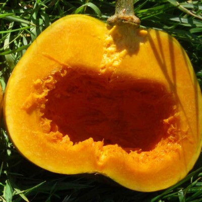 fruit ouvert courge Loche du Pérou bio semence graines