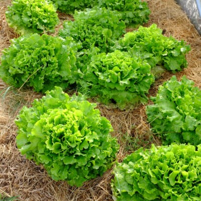 Laitue Florine : Excellente variété formant de grosses pommes. Les feuilles épaisses sont verte claire et très croquantes. Variété de printemps-été.