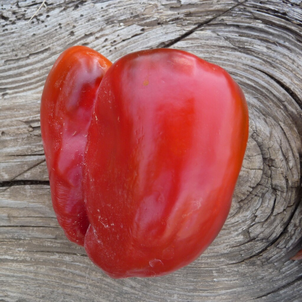 Graines de Poivron Quadrato d&rsquo;Asti Rosso Bio