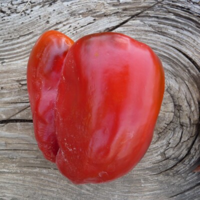 poivron quadrato d'asti rosso, poivron carré rouge, semences biologique reproductibles, variété ancienne
