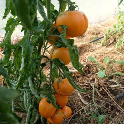 fruits oranges sur pied de tomate mangue bio graines plants non hybride