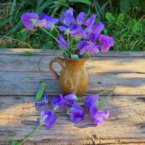 Pois de Senteur Old Spice Flora Norton