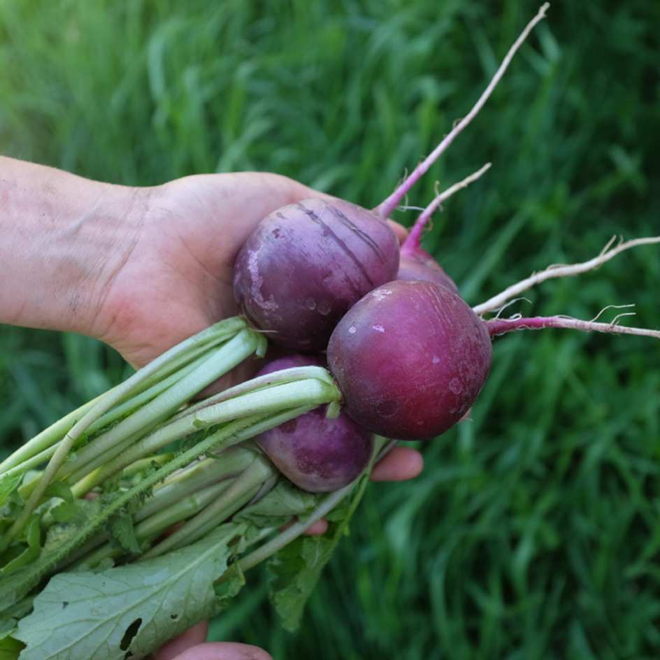 Radis-malaga-semence-boite-a-graines-2024 (4)_WEB gros radis malaga bio